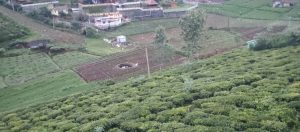 60 cents land for sale in coonoor